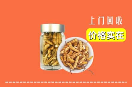 平阴县回收散虫草